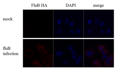 Anti-Influenza B virus Hemagglutinin (HA) antibody used in Immunocytochemistry/ Immunofluorescence (ICC/IF). GTX128543