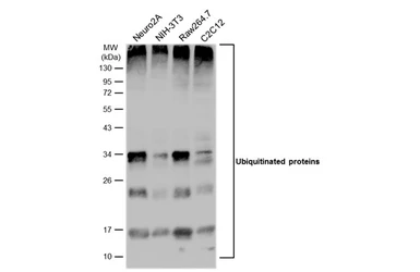 Anti-Ubiquitin antibody used in Western Blot (WB). GTX128826