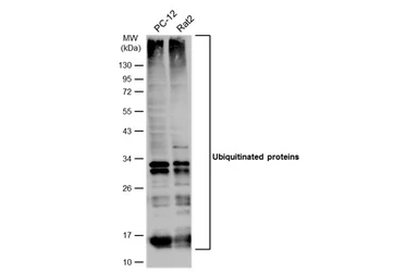 Anti-Ubiquitin antibody used in Western Blot (WB). GTX128826