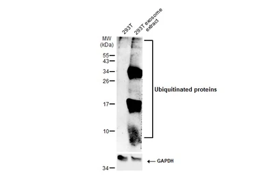 Anti-Ubiquitin antibody used in Western Blot (WB). GTX128826
