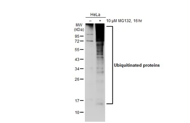 Anti-Ubiquitin antibody used in Western Blot (WB). GTX128826