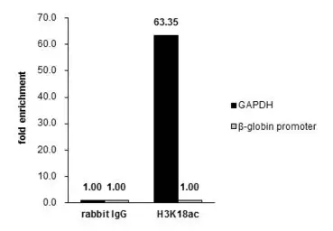 Anti-Histone H3K18ac (Acetyl Lys18) antibody used in ChIP assay (ChIP assay). GTX128943