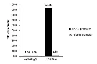 Anti-Histone H3K27ac (Acetyl Lys27) antibody used in ChIP assay (ChIP assay). GTX128944