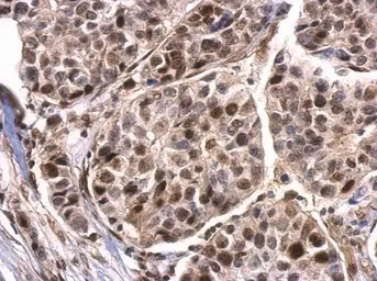 Anti-Histone H3S28ph (phospho Ser28) antibody used in IHC (Paraffin sections) (IHC-P). GTX128953