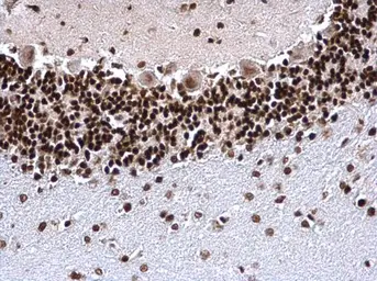 Anti-Histone H3K4me3 (Tri-methyl Lys4) antibody used in IHC (Paraffin sections) (IHC-P). GTX128954
