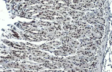 Anti-Histone H3K4me3 (Tri-methyl Lys4) antibody used in IHC (Paraffin sections) (IHC-P). GTX128954