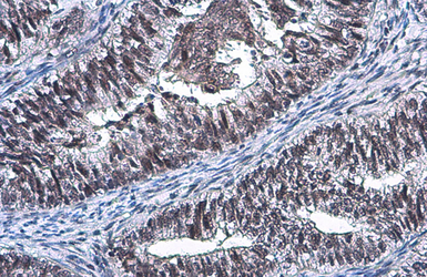 Anti-SP2 antibody used in IHC (Paraffin sections) (IHC-P). GTX129030