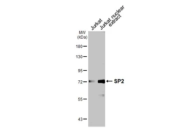 Anti-SP2 antibody used in Western Blot (WB). GTX129030