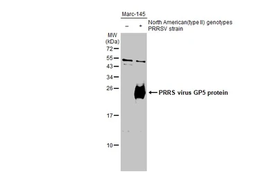 Anti-PRRS virus GP5 protein antibody used in Western Blot (WB). GTX129062