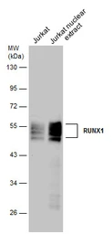 Anti-RUNX1 antibody used in Western Blot (WB). GTX129100