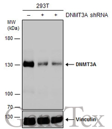 Anti-DNMT3A antibody used in Western Blot (WB). GTX129125