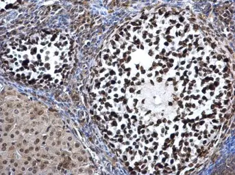Anti-DNMT3A antibody used in IHC (Paraffin sections) (IHC-P). GTX129125