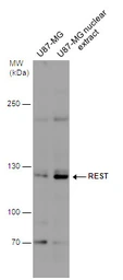 Anti-REST antibody used in Western Blot (WB). GTX129144