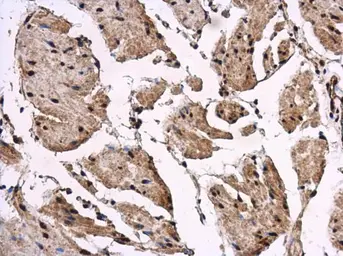 Anti-REST antibody used in IHC (Paraffin sections) (IHC-P). GTX129144