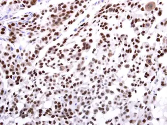Anti-G9a antibody used in IHC (Paraffin sections) (IHC-P). GTX129153