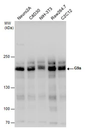 Anti-G9a antibody used in Western Blot (WB). GTX129153