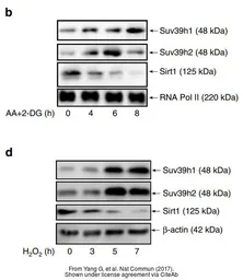 Anti-SUV39H2 antibody used in Western Blot (WB). GTX129167