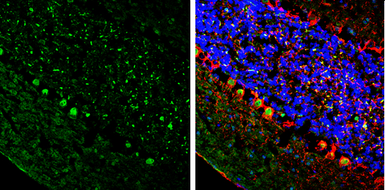 Anti-ER81 antibody used in IHC (Frozen sections) (IHC-Fr). GTX129202