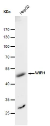 Anti-WIPI1 antibody used in Western Blot (WB). GTX129279