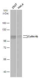 Anti-Cullin 4b antibody used in Western Blot (WB). GTX129297