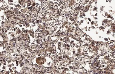 Anti-KLF9 antibody used in IHC (Paraffin sections) (IHC-P). GTX129316