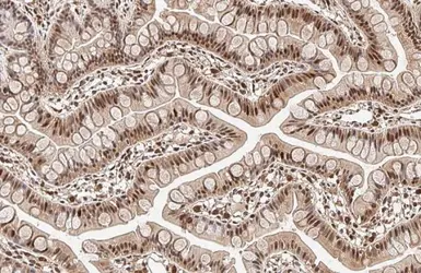 Anti-KLF9 antibody used in IHC (Paraffin sections) (IHC-P). GTX129316