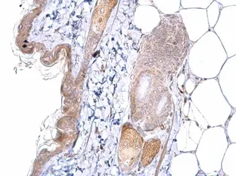 Anti-ATOH7 antibody used in IHC (Paraffin sections) (IHC-P). GTX129391