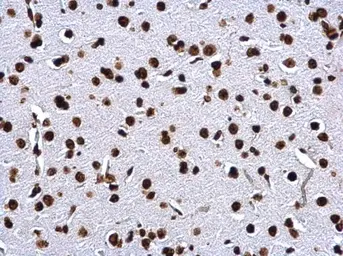 Anti-Histone H2A antibody used in IHC (Paraffin sections) (IHC-P). GTX129418