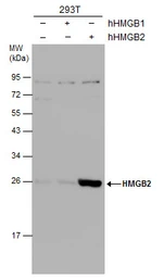 Anti-HMGB2 antibody used in Western Blot (WB). GTX129464