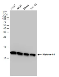Anti-Histone H4 antibody used in Western Blot (WB). GTX129560