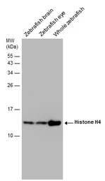 Anti-Histone H4 antibody used in Western Blot (WB). GTX129560