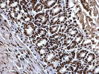 Anti-Histone H4 antibody used in IHC (Paraffin sections) (IHC-P). GTX129560