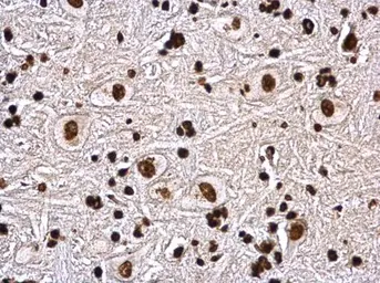 Anti-Histone H4 antibody used in IHC (Paraffin sections) (IHC-P). GTX129560