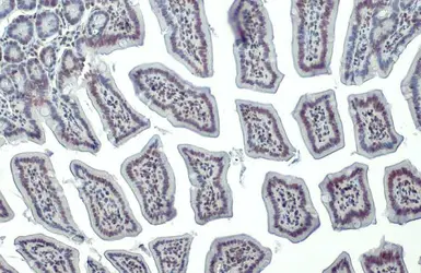 Anti-Histone H4 antibody used in IHC (Paraffin sections) (IHC-P). GTX129561