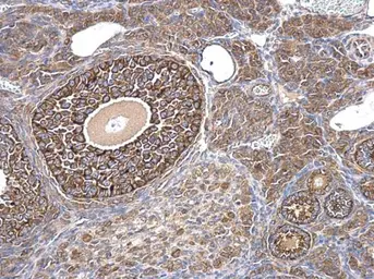 Anti-AMH antibody used in IHC (Paraffin sections) (IHC-P). GTX129593