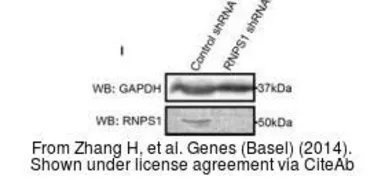 Anti-RNPS1 antibody used in Western Blot (WB). GTX129789