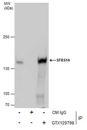 Anti-SFRS14 antibody used in Immunoprecipitation (IP). GTX129798