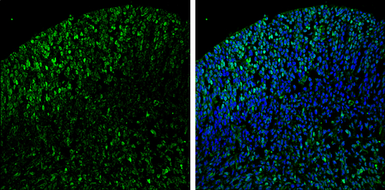 Anti-LMX1B antibody used in IHC (Frozen sections) (IHC-Fr). GTX129831
