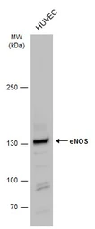 Anti-eNOS antibody used in Western Blot (WB). GTX129843
