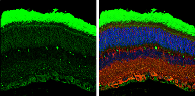 Anti-Rhodopsin antibody used in IHC (Paraffin sections) (IHC-P). GTX129910