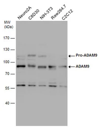 Anti-ADAM9 antibody used in Western Blot (WB). GTX130081