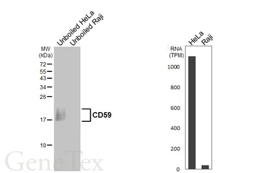 Anti-CD59 antibody used in Western Blot (WB). GTX130096