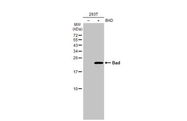 Anti-Bad antibody used in Western Blot (WB). GTX130108