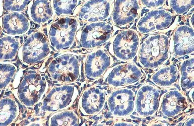 Anti-LGR5 antibody used in IHC (Paraffin sections) (IHC-P). GTX130204