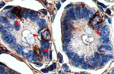 Anti-LGR5 antibody used in IHC (Paraffin sections) (IHC-P). GTX130204