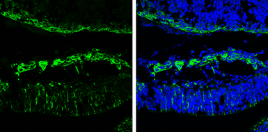 Anti-beta Tubulin 3/ Tuj1 antibody used in IHC (Frozen sections) (IHC-Fr). GTX130245