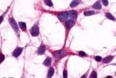 Anti-mGluR3 antibody used in Immunocytochemistry/ Immunofluorescence (ICC/IF). GTX13041
