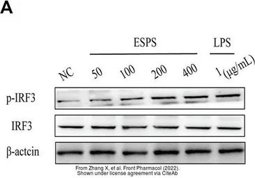 Anti-IRF3 (phospho Ser386) antibody used in Western Blot (WB). GTX130422
