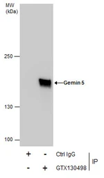 Anti-Gemin 5 antibody used in Immunoprecipitation (IP). GTX130498