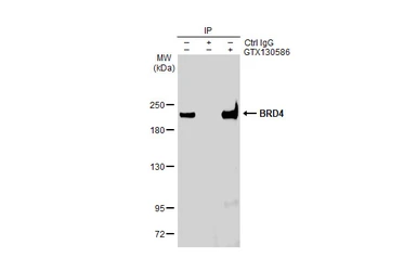 Anti-BRD4 antibody used in Immunoprecipitation (IP). GTX130586